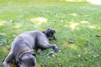 Thanos, a male Cane Corso for sale in Dover Plains, NY – 3 of 10