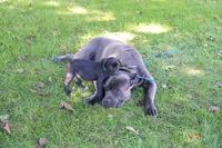 Hulk, a male Cane Corso for sale in Dover Plains, NY – 3 of 9