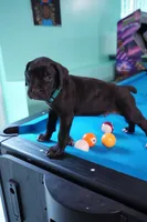 Thanos, a male Cane Corso for sale in Dover Plains, NY – 8 of 10