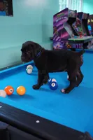Thor, a male Cane Corso for sale in Dover Plains, NY – 7 of 10