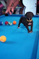 Storm, a female Cane Corso for sale in Dover Plains, NY – 3 of 5