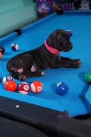 Jean Gray, a female Cane Corso for sale in Dover Plains, NY – 5 of 9