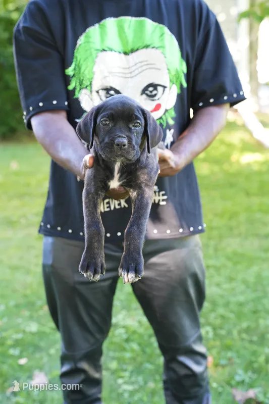 Harley Quinn – Cane Corso puppy for sale in Dover Plains, NY