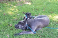 Mystique, a female Cane Corso for sale in Dover Plains, NY – 4 of 10