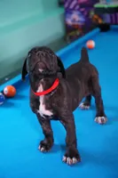 Harley Quinn, a female Cane Corso for sale in Dover Plains, NY – 7 of 10