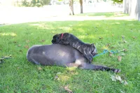 Harley Quinn, a female Cane Corso for sale in Dover Plains, NY – 4 of 10