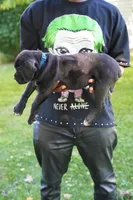 Thor, a male Cane Corso for sale in Dover Plains, NY – 2 of 10