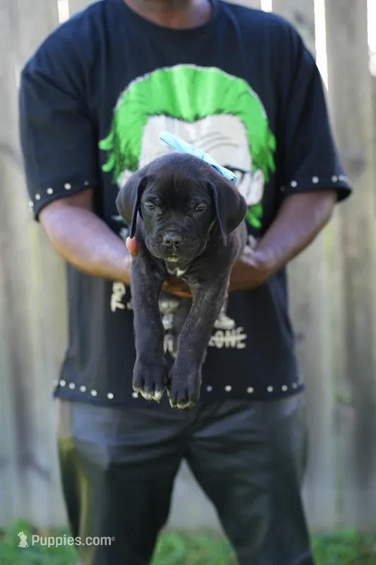 Mystique – Cane Corso puppy for sale in Dover Plains, NY