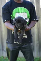 Mystique, a female Cane Corso for sale in Dover Plains, NY – 1 of 10