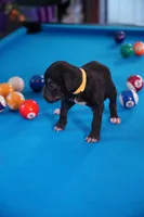 Storm, a female Cane Corso for sale in Dover Plains, NY – 4 of 5
