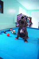 Shuri, a female Cane Corso for sale in Dover Plains, NY – 7 of 10