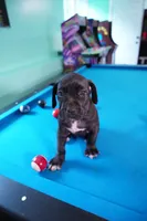 Shuri, a female Cane Corso for sale in Dover Plains, NY – 5 of 10