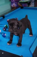 Thor, a male Cane Corso for sale in Dover Plains, NY – 5 of 10