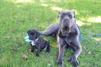 Mystique, a female Cane Corso for sale in Dover Plains, NY – 3 of 10