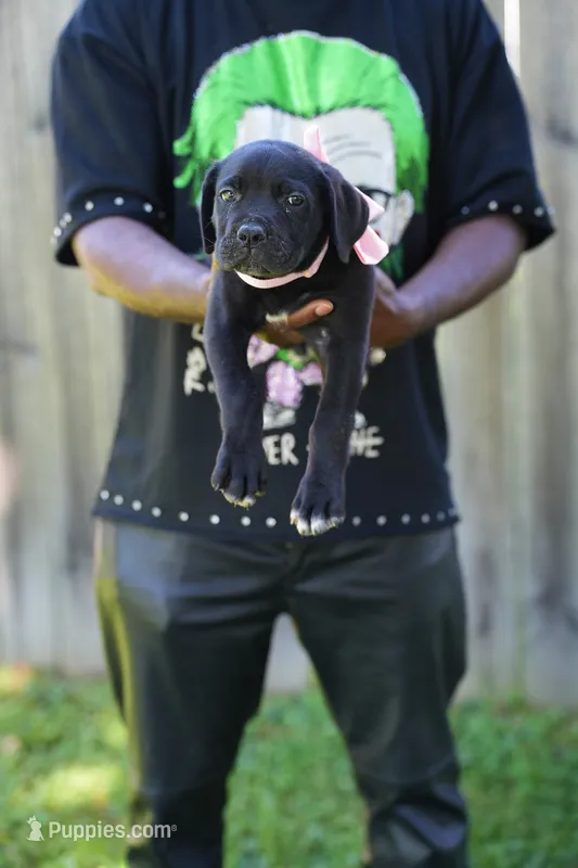 Rouge – Cane Corso puppy for sale in Dover Plains, NY