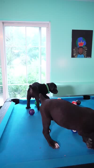 Shuri, a female Cane Corso for sale in Dover Plains, NY – 10 of 10