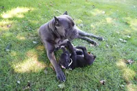 Rouge, a female Cane Corso for sale in Dover Plains, NY – 3 of 10
