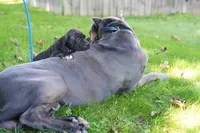 Shuri, a female Cane Corso for sale in Dover Plains, NY – 3 of 10