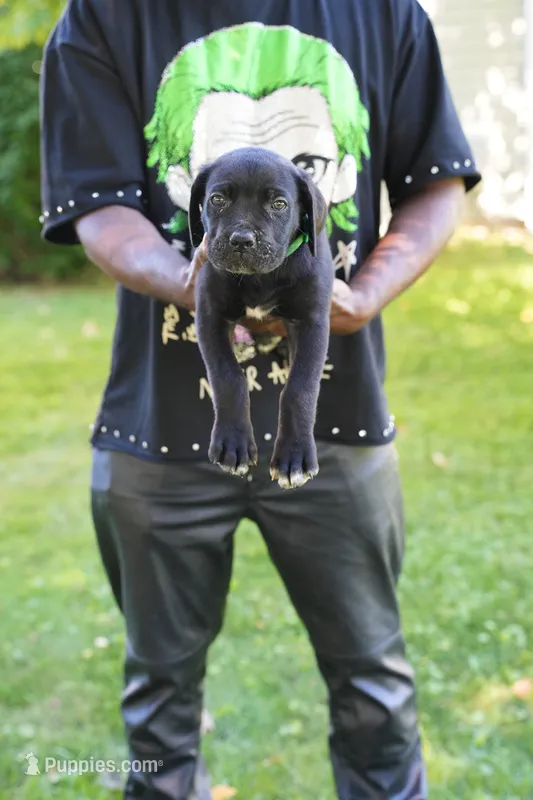 Hulk – Cane Corso puppy for sale in Dover Plains, NY