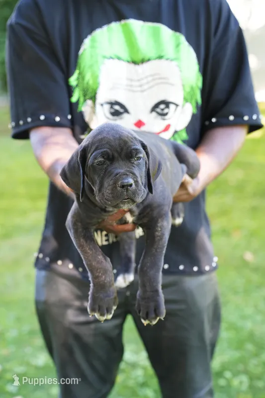 Thanos – Cane Corso puppy for sale in Dover Plains, NY