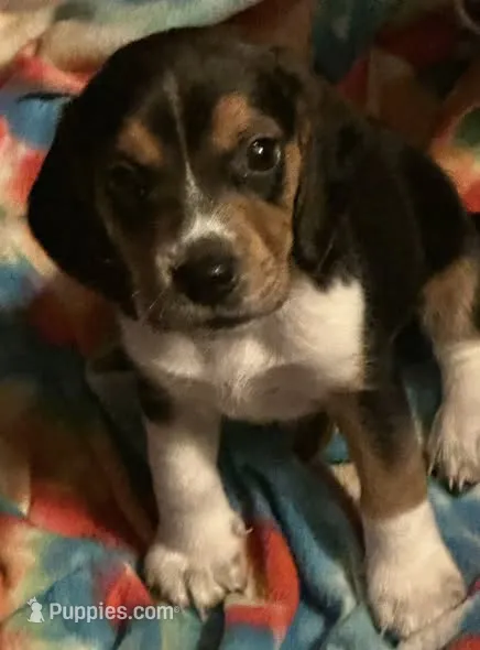 Redman – Beagle puppy for sale in Dallas, TX