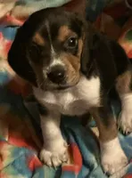Redman, a male Beagle for sale in Dallas, TX – 1 of 1