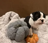 English Bulldog Girl, a female English Bulldog for sale in Celina, TX – 2 of 10