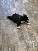 English Bulldog Boy, a male English Bulldog for sale in Celina, TX – 9 of 10