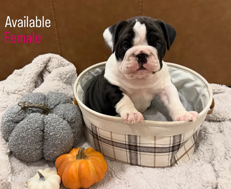 English Bulldog Girl – English Bulldog puppy for sale in Celina, TX