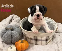 English Bulldog Girl, a female English Bulldog for sale in Celina, TX – 1 of 10