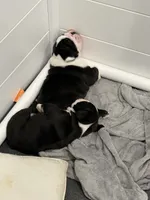 English Bulldog Boy, a male English Bulldog for sale in Celina, TX – 6 of 10