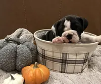 English Bulldog Girl, a female English Bulldog for sale in Celina, TX – 3 of 10