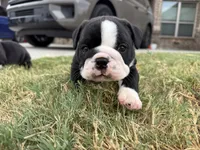 English Bulldog Boy, a male English Bulldog for sale in Celina, TX – 5 of 10