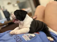 English Bulldog Girl, a female English Bulldog for sale in Celina, TX – 10 of 10