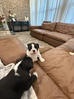 English Bulldog Girl, a female English Bulldog for sale in Celina, TX – 9 of 10