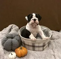 English Bulldog Girl, a female English Bulldog for sale in Celina, TX – 4 of 10