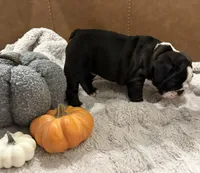 English Bulldog Boy, a male English Bulldog for sale in Celina, TX – 3 of 10