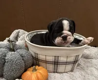 English Bulldog Boy, a male English Bulldog for sale in Celina, TX – 2 of 10