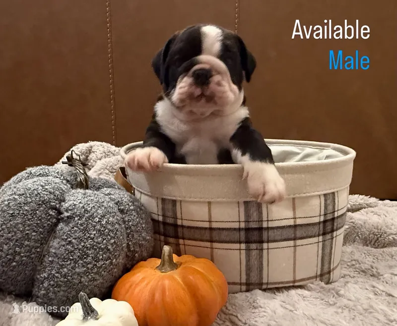 English Bulldog Boy – English Bulldog puppy for sale in Celina, TX