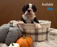 English Bulldog Boy, a male English Bulldog for sale in Celina, TX – 1 of 10