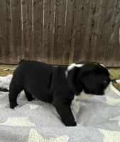 English Bulldog Boy, a male English Bulldog for sale in Celina, TX – 8 of 10