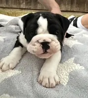 English Bulldog Girl, a female English Bulldog for sale in Celina, TX – 8 of 10