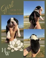 English Bulldog Girl, a female English Bulldog for sale in Celina, TX – 5 of 10