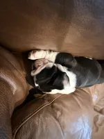 English Bulldog Girl, a female English Bulldog for sale in Celina, TX – 7 of 10