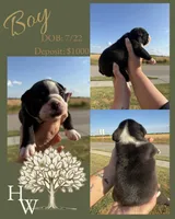 English Bulldog Boy, a male English Bulldog for sale in Celina, TX – 4 of 10