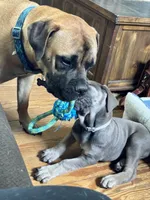 Matteo , a male Cane Corso for sale in Brodhead, WI – 3 of 6
