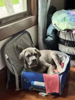 Matteo , a male Cane Corso for sale in Brodhead, WI – 2 of 6