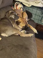 Matteo , a male Cane Corso for sale in Brodhead, WI – 6 of 6