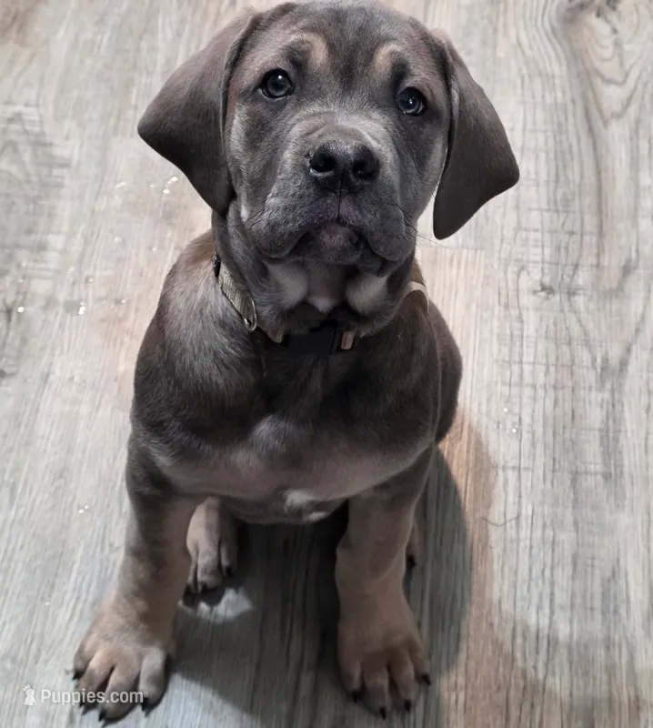 Matteo  – Cane Corso puppy for sale in Brodhead, WI