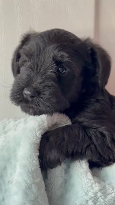 AKC BAILEY, a male Miniature Schnauzer for sale in Hawthorne, FL – 3 of 3